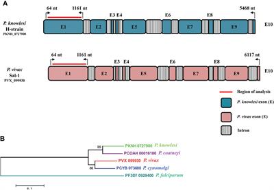 Identification, Mapping, and Genetic Diversity of Novel Conserved Cross-Species Epitopes of RhopH2 in Plasmodium knowlesi With Plasmodium vivax